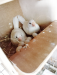 white bengali finch